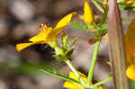 Yellow meadowbeauty